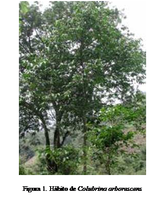 Cuadro de texto:  

Figura 1. Hbito de Colubrina arborescens

