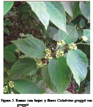 Cuadro de texto:  

Figura 5. Ramas con hojas y flores Colubrina greggii var. greggii
