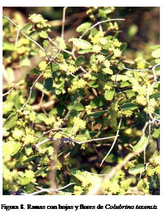Cuadro de texto:  

Figura 8. Ramas con hojas y flores de Colubrina texensis
