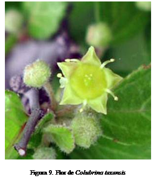 Cuadro de texto:  

Figura 9. Flor de Colubrina texensis 
