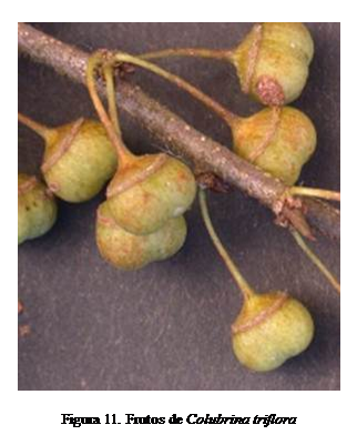 Cuadro de texto:  

Figura 11. Frutos de Colubrina triflora
