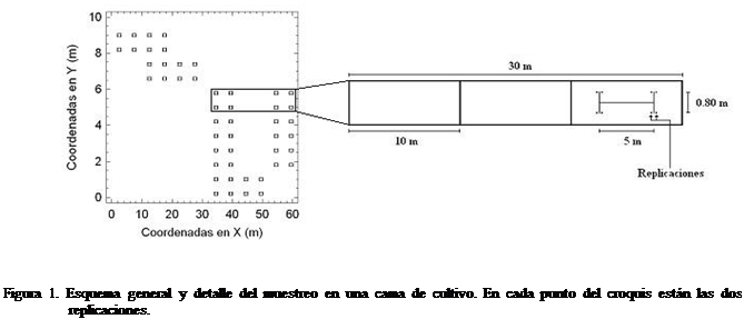 Cuadro de texto:  


Figura 1. Esquema general y detalle del muestreo en una cama de cultivo. En cada punto del croquis estn las dos replicaciones.
