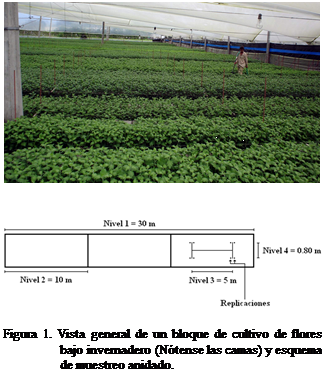 Cuadro de texto:  


 

Figura 1. Vista general de un bloque de cultivo de flores bajo invernadero (Ntense las camas) y esquema de muestreo anidado.


