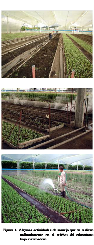 Cuadro de texto:  


 

 

Figura 4. Algunas actividades de manejo que se realizan ordinariamente en el cultivo del crisantemo bajo invernadero.
