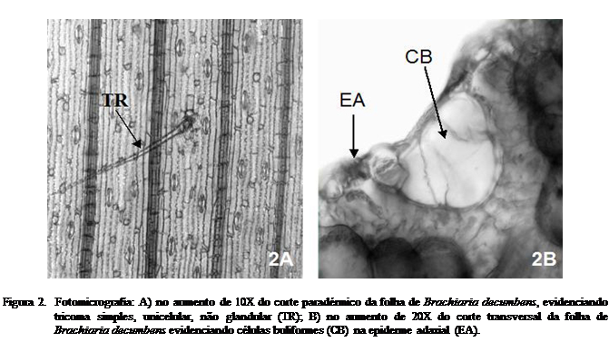 Cuadro de texto:  
Figura 2.  Fotomicrografia: A) no aumento de 10X do corte paradrmico da folha de Brachiaria decumbens, evidenciando tricoma simples, unicelular, no glandular (TR); B) no aumento de 20X do corte transversal da folha de Brachiaria decumbens evidenciando clulas buliformes (CB) na epiderme adaxial (EA).

