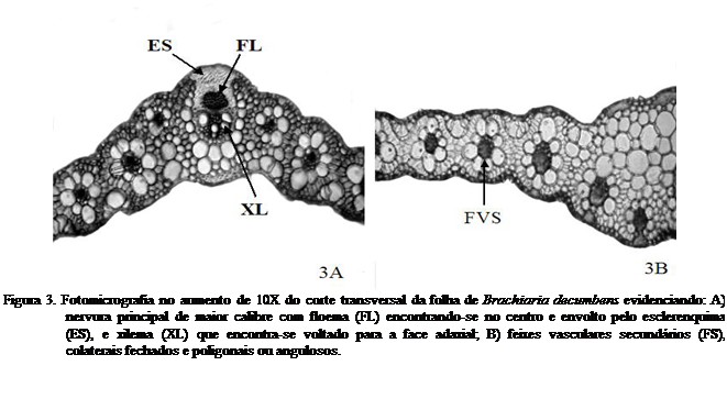Cuadro de texto:  
Figura 3. Fotomicrografia no aumento de 10X do corte transversal da folha de Brachiaria decumbens evidenciando: A) nervura principal de maior calibre com floema (FL) encontrando-se no centro e envolto pelo esclerenquima (ES), e xilema (XL) que encontra-se voltado para a face adaxial; B) feixes vasculares secundrios (FS), colaterais fechados e poligonais ou angulosos.

