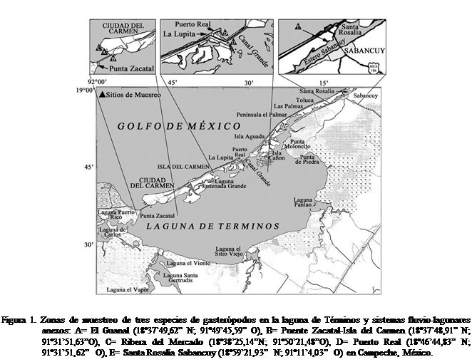 Cuadro de texto:  


Figura 1. Zonas de muestreo de tres especies de gasterpodos en la laguna de Trminos y sistemas fluvio-lagunares anexos: A= El Guanal (183749,62 N; 914945,59 O), B= Puente Zacatal-Isla del Carmen (183748,91 N; 913151,63O), C= Ribera del Mercado (183825,14N; 915021,48O), D= Puerto Real (184644,83 N; 913151,62 O), E= Santa Rosala Sabancuy (185921,93 N; 91114,03 O) en Campeche, Mxico.

