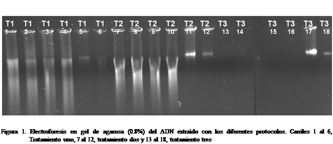 Cuadro de texto:  

Figura 1. Electroforesis en gel de agarosa (0.8%) del ADN extrado con los diferentes protocolos. Carriles 1 al 6, Tratamiento uno, 7 al 12, tratamiento dos y 13 al 18, tratamiento tres

