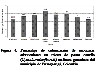 Cuadro de texto:  

Figura 4. Porcentaje de colonizacin de micorrizas arbusculares en races de pasto estrella (Cynodon nlemfuensis) en fincas ganaderas del municipio de Fusagasug, Colombia

