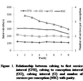 Cuadro de texto:  

Figure 1. Relationship between calving to first service interval (CFSI), calving to conception interval (CCI), calving interval (CI) and number of services per conception (NSC) with parity.

