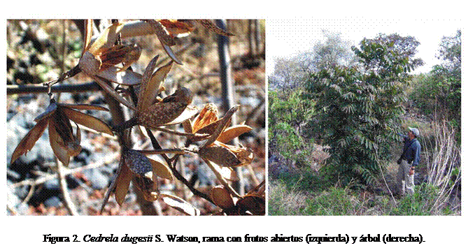 Cuadro de texto:  
Figura 2. Cedrela dugesii S. Watson, rama con frutos abiertos (izquierda) y rbol (derecha).

