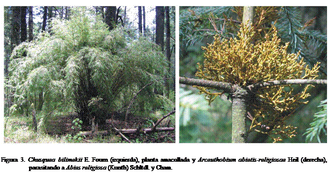 Cuadro de texto:  
Figura 3. Chusquea bilimekii E. Fourn (izquierda), planta amacollada y Arceuthobium abietis-religiosae Heil (derecha), parasitando a Abies religiosa (Kunth) Schltdl. y Cham.
