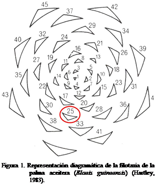Cuadro de texto:  
Figura 1. Representacin diagramtica de la filotaxia de la palma aceitera (Elaeis guineensis) (Hartley, 1983).
