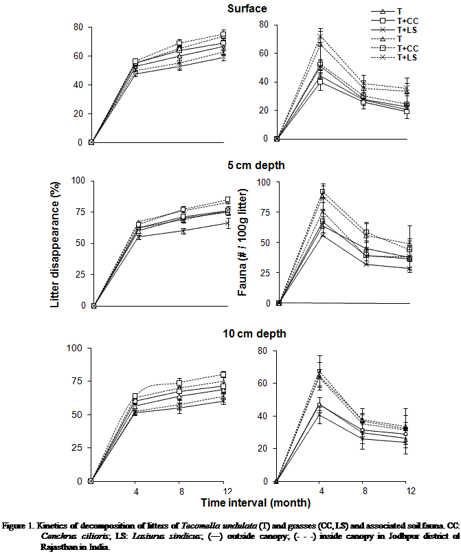Cuadro de texto:  

Figure 1. Kinetics of decomposition of litters of Tecomella undulata (T) and grasses (CC, LS) and associated soil fauna. CC: Cenchrus ciliaris; LS: Lasiurus sindicus; (―) outside canopy; (- - -) inside canopy in Jodhpur district of Rajasthan in India.

