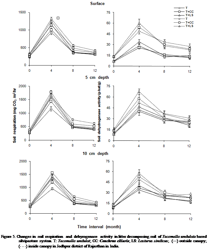Cuadro de texto:  

Figure 5. Changes in  soil  respiration   and  dehyrogenase   activity  in litter decomposing soil  of Tecomella undulate based silvipasture system. T: Tecomella undulat; CC: Cenchrus ciliaris; LS: Lasiurus sindicus;  (―) outside canopy;  (- - -) inside canopy in Jodhpur district of Rajasthan in India. 
.


