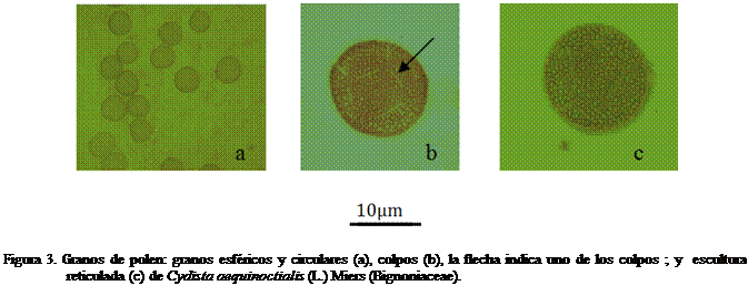 Cuadro de texto:  
Figura 3. Granos de polen: granos esfricos y circulares (a), colpos (b), la flecha indica uno de los colpos ; y  escultura reticulada (c) de Cydista aequinoctialis (L.) Miers (Bignoniaceae).

