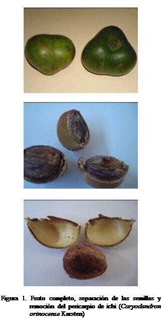 Cuadro de texto:  

 

 


Figura 1. Fruto completo, separacin de las semillas y remocin del pericarpio de ichi (Caryodendron orinocense Karsten)



