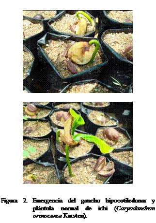 Cuadro de texto:  

 


Figura 2. Emergencia del gancho hipocotiledonar y plntula normal de ichi (Caryodendron orinocense Karsten).



