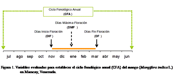 Cuadro de texto:  

Figura 1. Variables evaluadas para establecer el ciclo fenolgico anual (CFA) del mango (Mangifera indica L.) en Maracay, Venezuela.


