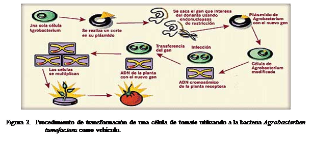 Cuadro de texto:  

Figura 2.  Procedimiento de transformacin de una clula de tomate utilizando a la bacteria Agrobacterium tumefaciens como vehculo.

