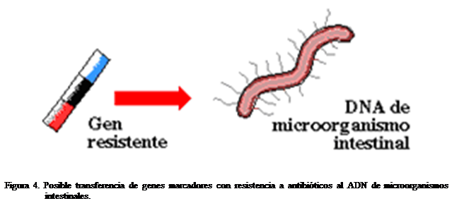 Cuadro de texto:  


Figura 4. Posible transferencia de genes marcadores con resistencia a antibiticos al ADN de microorganismos intestinales.



