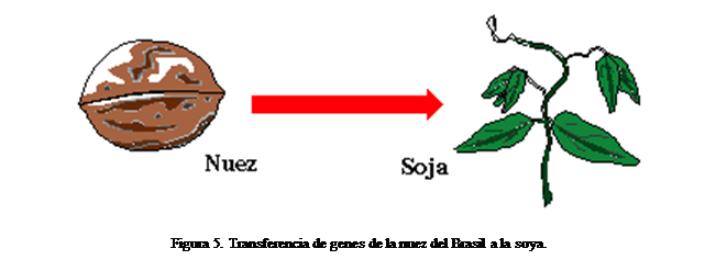 Cuadro de texto:  

Figura 5. Transferencia de genes de la nuez del Brasil a la soya.



