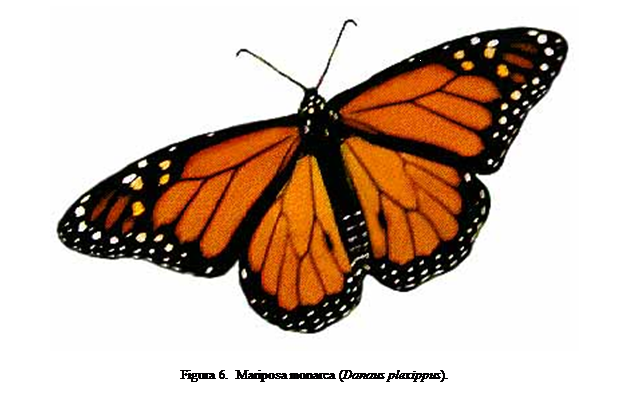 Cuadro de texto:  

Figura 6.  Mariposa monarca (Danaus plexippus).



