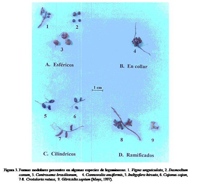 Cuadro de texto:  

Figura 3.	Formas nodulares presentes en algunas especies de leguminosas. 1. Vigna unguiculata, 2. Desmodium canum, 3. Centrosema brasilianum,    4. Cannavalia ensiformis, 5. Indigofera hirsuta, 6. Cajanus cajan,  7-8. Crotalaria retusa,  9. Gliricidia sepium (Mayz, 1997).

