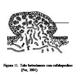 Cuadro de texto:  
Figura 11. Talo hetermero con cefalopodios (Per, 2001)

