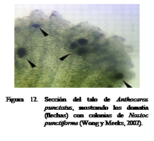 Cuadro de texto:  

Figura 12. Seccin del talo de Anthoceros punctatus, mostrando los domatia (flechas) con colonias de Nostoc punctiforme (Wong y Meeks, 2002).

