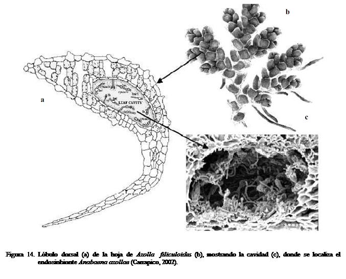 Cuadro de texto:  


Figura 14. Lbulo dorsal (a) de la hoja de Azolla  filiculoides (b), mostrando la cavidad (c), donde se localiza el endosinbionte Anabaena azollae (Carrapico, 2002).

