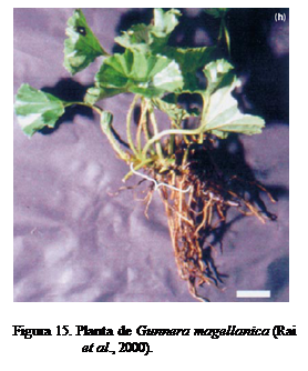 Cuadro de texto:  

Figura 15. Planta de Gunnera magellanica (Rai et al., 2000).


