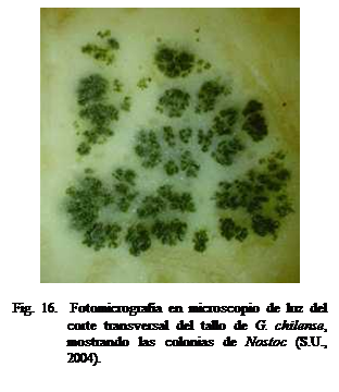 Cuadro de texto:  

Fig. 16.  Fotomicrografa en microscopio de luz del corte transversal del tallo de G. chilense, mostrando las colonias de Nostoc (S.U., 2004). 

