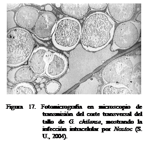 Cuadro de texto:  

Figura 17. Fotomicrografa en microscopio de transmisin del corte transversal del tallo de G. chilense, mostrando la infeccin intracelular por Nostoc (S. U., 2004).

