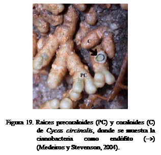 Cuadro de texto:  

Figura 19. Races precoraloides (PC) y coraloides (C) de Cycas circinalis, donde se muestra la cianobacteria como endfito () (Medeiros y Stevenson, 2004).       
