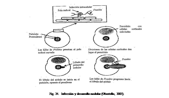 Cuadro de texto:  

Fig. 24.  Infeccin y desarrollo nodular (Obertello, 2003).

