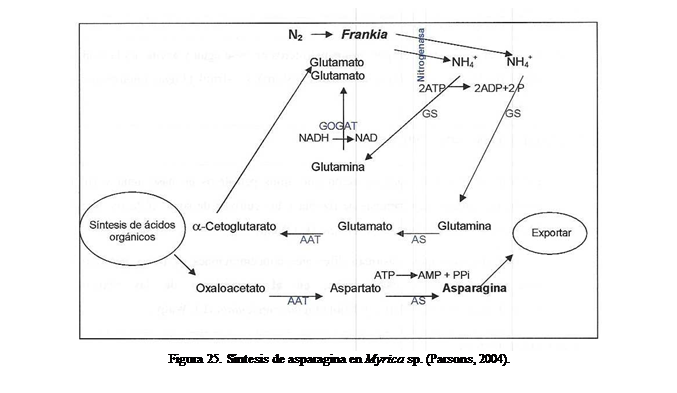 Cuadro de texto:  
Figura 25. Sntesis de asparagina en Myrica sp. (Parsons, 2004).

