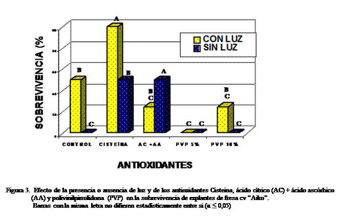 Cuadro de texto:  
Figura 3.  Efecto de la presencia o ausencia de luz y de los antioxidantes Cisteina, cido ctrico (AC) + cido ascrbico (AA) y polivinilpirrolidona (PVP) en la sobrevivencia de explantes de fresa cv Aiko.
                Barras con la misma letra no difieren estadsticamente entre si (α ≤ 0,05)



