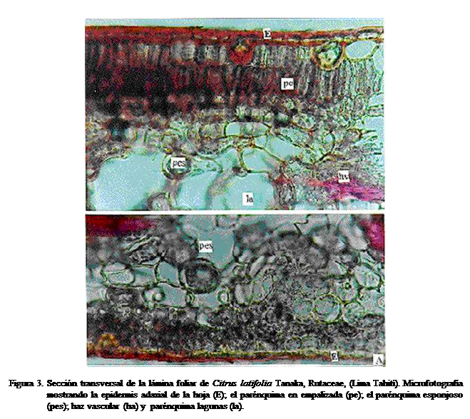 Cuadro de texto:  

Figura 3. Seccin transversal de la lmina foliar de Citrus latifolia Tanaka, Rutaceae, (Lima Tahit). Microfotografa mostrando la epidermis adaxial de la hoja (E); el parnquima en empalizada (pe); el parnquima esponjoso (pes); haz vascular  (ha) y  parnquima lagunas (la).
