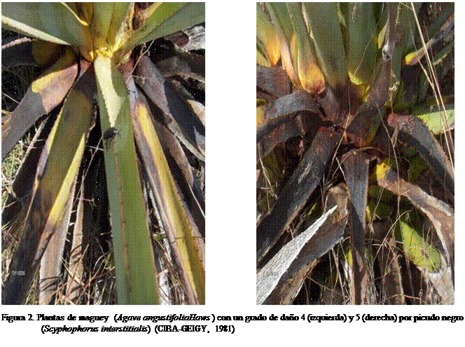 Cuadro de texto:                     
Figura 2. Plantas de maguey  (Agave angustifoliaHaws ) con un grado de dao 4 (izquierda) y 5 (derecha) por picudo negro (Scyphophorus interstitialis)  (CIBA-GEIGY, 1981)

