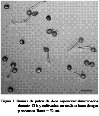 Cuadro de texto:  

Figura 1. Granos de polen de Aloe saponaria almacenados durante 12 h y cultivados en medio a base de agar y sacarosa. Barra = 50 μm.
