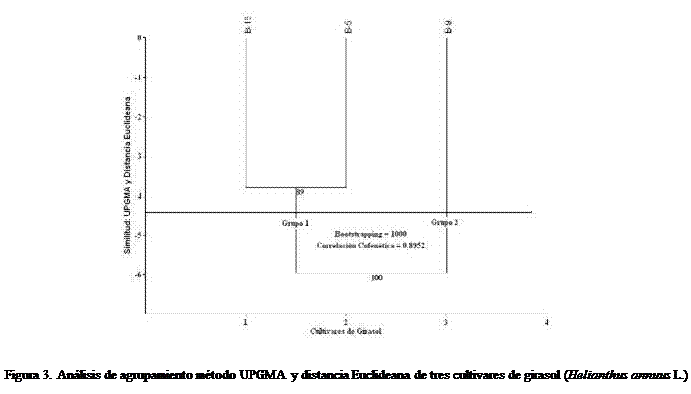 Cuadro de texto:  

Figura 3. Anlisis de agrupamiento mtodo UPGMA y distancia Euclideana de tres cultivares de girasol (Helianthus annuus L.)
