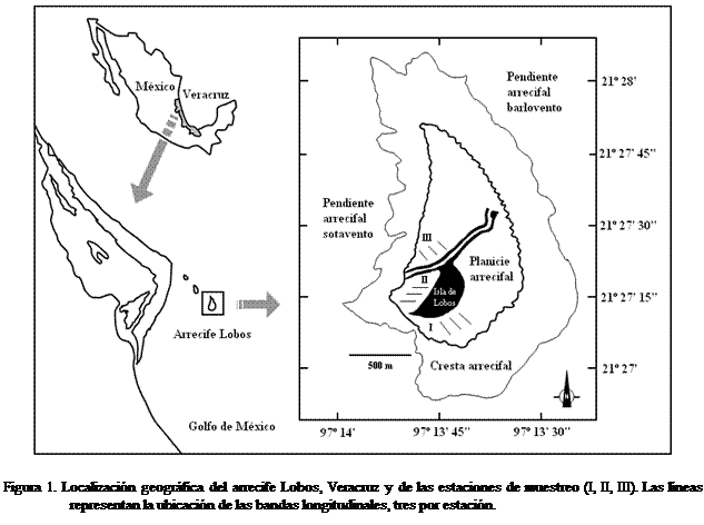 Cuadro de texto:  
Figura 1. Localizacin geogrfica del arrecife Lobos, Veracruz y de las estaciones de muestreo (I, II, III). Las lneas representan la ubicacin de las bandas longitudinales, tres por estacin. 
