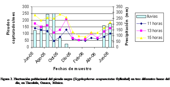 Cuadro de texto:  
Figura 2. Fluctuación poblacional del picudo negro (Scyphophorus acupunctatus Gyllenhal) en tres diferentes horas del día, en Tlacolula, Oaxaca, México.


