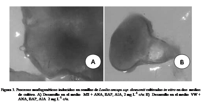 Cuadro de texto:  

Figura 3. Procesos morfogenticos inducidos en semillas de Laelia anceps ssp. dawsonii cultivadas in vitro en dos  medios de cultivo. A) Desarrollo en el medio  MS + ANA, BAP, AIA, 2 mg L-1 c/u: B)  Desarrollo en el medio  VW + ANA, BAP, AIA  2 mg L-1 c/u. 

