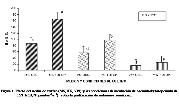 Cuadro de texto:  

Figura 4. Efecto del medio de cultivo (MS, KC, VW) y las condiciones de incubacin de oscuridad y fotoperiodo de 16/8 h (33,78 molm-2s-1)  sobre la proliferacin de embriones somticos.   
