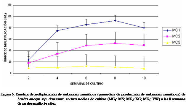 Cuadro de texto:  

Figura 6. Cintica de multiplicacin de embriones somticos (promedios de produccin de embriones somticos) de Laelia anceps ssp. dawsonii  en tres medios de cultivo (MC1: MS; MC2: KC; MC3: VW) a las 8 semanas de su desarrollo in vitro.
