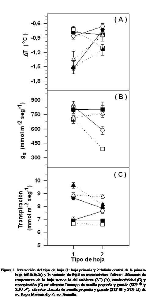 Cuadro de texto:  

Figura 1. Interaccin del tipo de hoja (1: hoja primaria y 2: fololo central de la primera hoja trifoliolada) y la variante de frijol en caractersticas foliares: diferencia de temperatura de la hoja menos la del ambiente (DT) (A), conductividad (B) y transpiracin (C) en: silvestre Durango de semilla pequea y grande (SDP n y SDG ), silvestre Tlaxcala de semilla pequea y grande (STP  y STG ) p cv. Bayo Mecentral y r cv. Amarillo.
