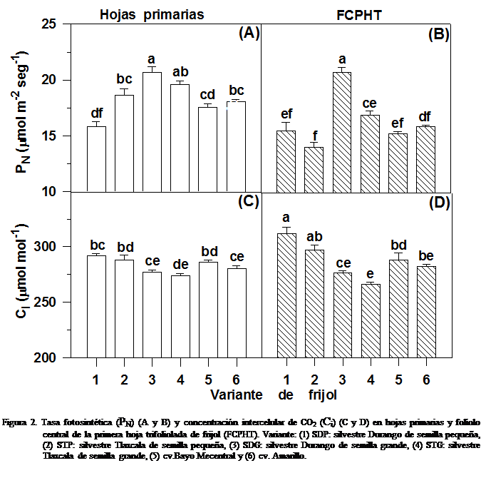 Cuadro de texto:  

Figura 2. Tasa fotosinttica (PN) (A y B) y concentracin intercelular de CO2 (Ci) (C y D) en hojas primarias y fololo central de la primera hoja trifoliolada de frijol (FCPHT). Variante: (1) SDP: silvestre Durango de semilla pequea, (2) STP: silvestre Tlaxcala de semilla pequea, (3) SDG: silvestre Durango de semilla grande, (4) STG: silvestre Tlaxcala de semilla grande, (5) cv.Bayo Mecentral y (6) cv. Amarillo.

