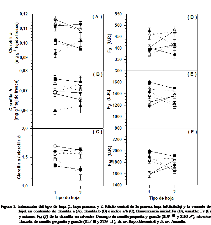Cuadro de texto:  
Figura 3. Interaccin del tipo de hoja (1: hoja primaria y 2: fololo central de la primera hoja trifoliolada) y la variante de frijol en contenido de clorofila a (A), clorofila b (B) e ndice a/b (C), fluorescencia inicial: Fo (D), variable: Fv (E) y mxima: FM (F) de la clorofila en silvestre Durango de semilla pequea y grande (SDP n y SDG ), silvestre Tlaxcala de semilla pequea y grande (STP  y STG  ), p cv. Bayo Mecentral y r cv. Amarillo.
